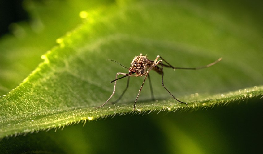 Come proteggersi dalla puntura della zanzara